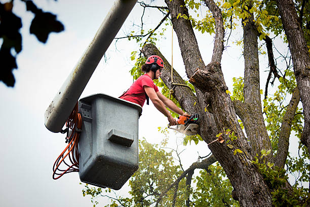 Best Tree Trimming Near Me  in Rossville, GA